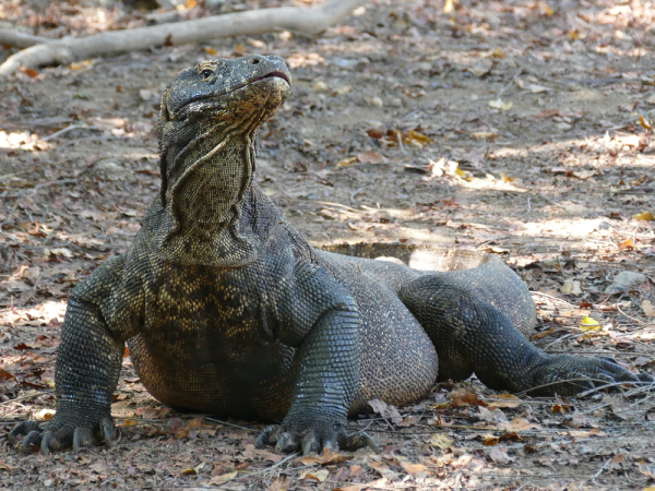 Bild zu DRACHENZÄHMEN AUF DER INSEL DER GÖTTER - Ein Reisebericht von Inseln, Tempeln und Drachen