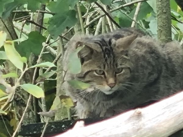 Gut getarnt lebt die Wildkatze wieder im Arnsberger Wald und wir begeben uns auf ihre Spuren &copy; BUND Soest